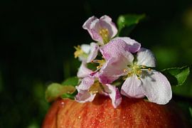 Apple blossoms on an apple by Ulrike Leone