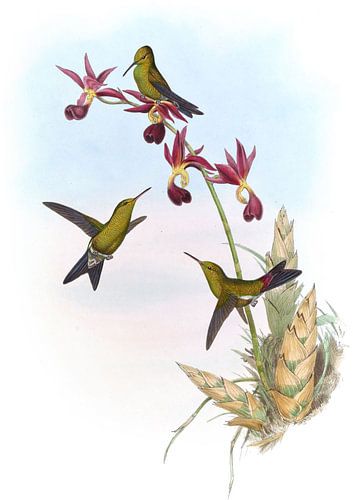 Elegant Erythonote, John Gould