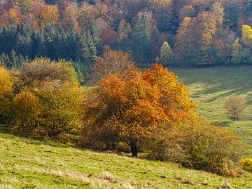 Herbstpracht im Hellental