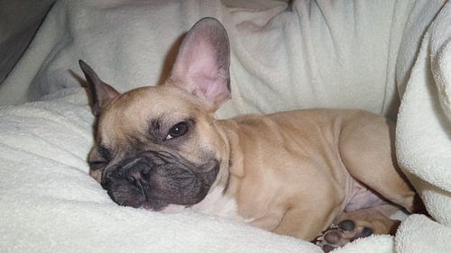 puppy Franse Bulldog