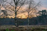 Sonnenaufgang zwischen den Birken von Tania Perneel Miniaturansicht