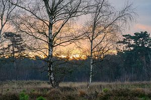 Sonnenaufgang zwischen den Birken von Tania Perneel