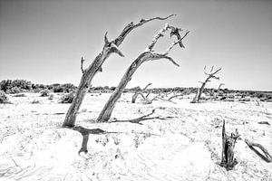 Gesalzene Bäume in einem Dünengebiet in Georgia, USA. Wout Kok One2expose Fotografie