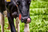  Holsteiner koe likt zich om de bek par Jan Sportel Photography Aperçu