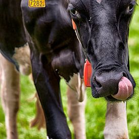 Holstein-Kuh leckt um den Mund  von Jan Sportel Photography