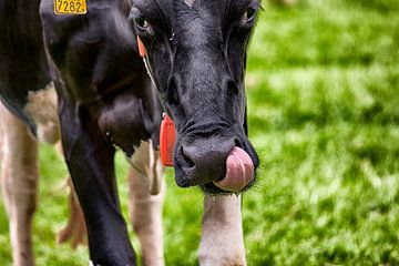  Holsteiner koe likt zich om de bek