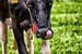  Holsteiner koe likt zich om de bek van Jan Sportel Photography