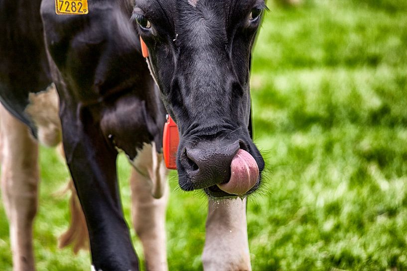  Holsteiner koe likt zich om de bek par Jan Sportel Photography