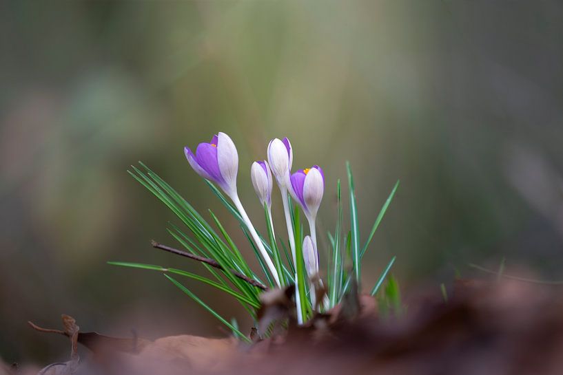 Fliederviolette Krokusse von Willian Goedhart