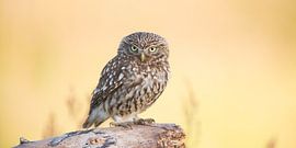 Böse Eule im Grasland von Kris Hermans