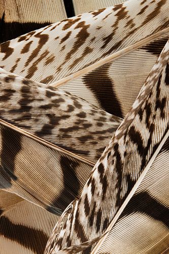 Lijnenspel in bruintinten (verticaal): Een stapeltje veren