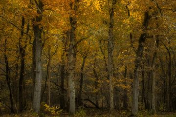 Goldene Flüsterwälder