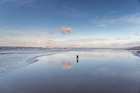 Dog and cloud
