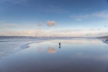 Chien et nuage