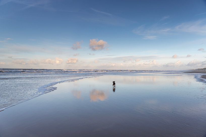 Dog and cloud by jaapFoto