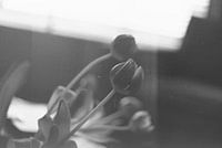 Tulips still life