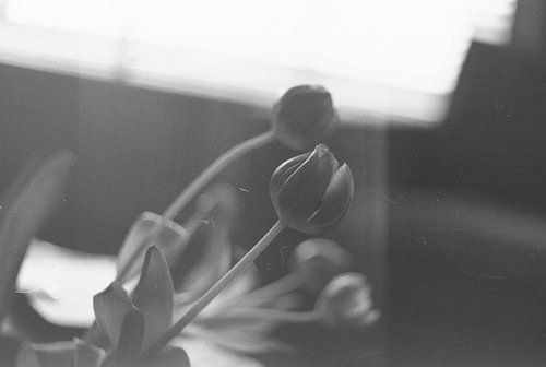 Nature morte aux tulipes