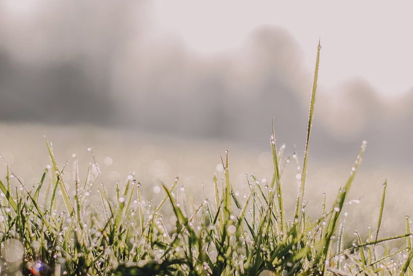 Dewdrops, Sunrise by Jessica Bakhuijs