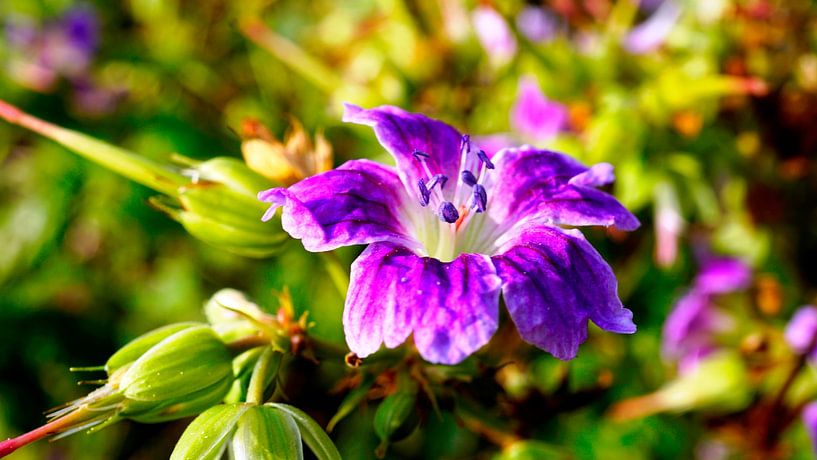 Naturbilder's von Wietze Wiegersma