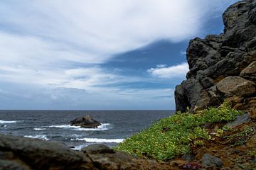 Côte est d'Aruba avec une plante. sur Vinsor Media