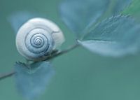 Escargot