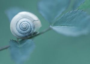 Schnecke von Hennie Zeij