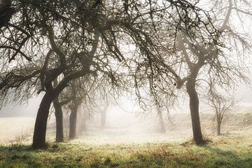 Obstbäume mit Sonnenstrahlen von Tobias Luxberg