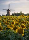 Oisterwijkse Molen met Zonnebloemen van Robin Gooijers | Fotografie thumbnail