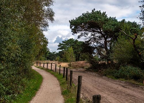 The Strabrechtse Heide by Ingrid Aanen