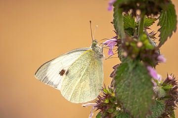 large cabbage white butterfly sits on a deadnettle by Mario Plechaty Photography
