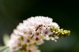 weiße Sommerblume von Tania Perneel