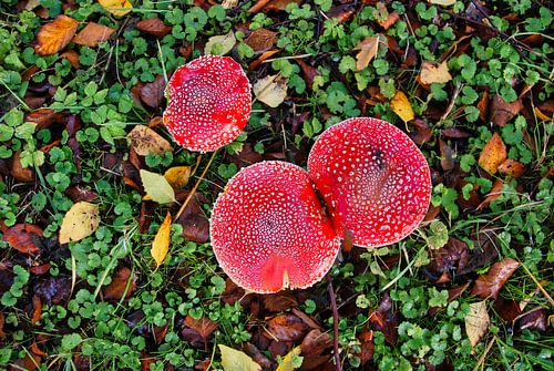 Een helicopterview op vliegenzwammen van Natuurpracht   Kees Doornenbal