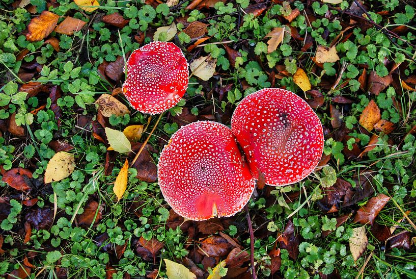Der Fliegenpilz aus dem Hubschrauber von Natuurpracht   Kees Doornenbal