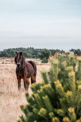 Paard Vrijheid op de Heide in een Open Landschap