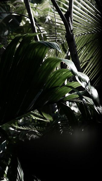 Palme von Joey Joell