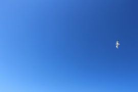 Lonely by Rick van den Bovenkamp