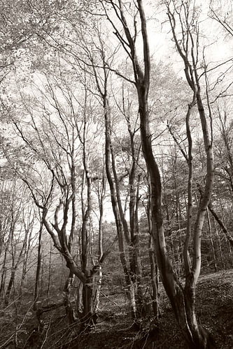 Des arbres qui dansent, c'est fantastique !