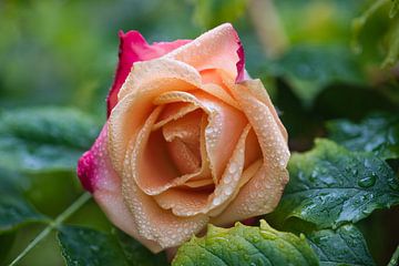 Close up van een oranje met rode roos liggend op bladeren in de regen met van Jolanda de Jong-Jansen
