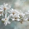 Magnolienzweig, weiß –  Zarte Blütenkunst von Joriali Fine Art