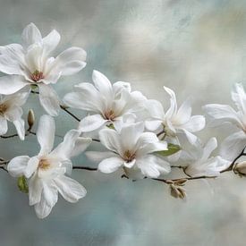 White Magnolia Branch -  Delicate Blossom Art by Joriali Fine Art