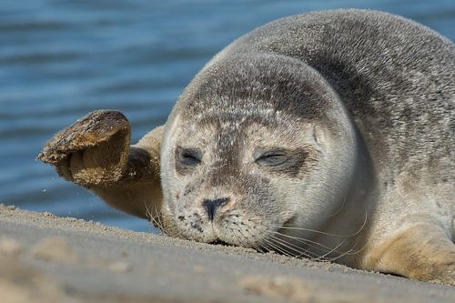Zeehond