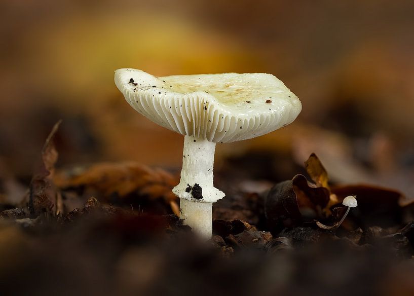 Der Herbst in seiner schönsten Form mit all seinen Brauntönen von Patrick van Bakkum