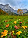 Kleurrijke esdoornbladeren in de herfstkleuring van de esdoornbodem van Denis Feiner thumbnail