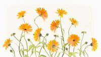 Ringelblumen 2