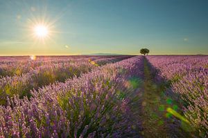 Soleil d'été de la lavande