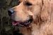 Golden Retriever / Labrador, Hondenportret - The dog collection van MadameRuiz