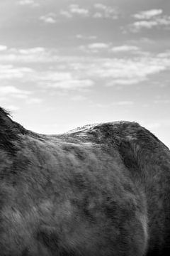 Close-up paard 1 van Lina Heirwegh