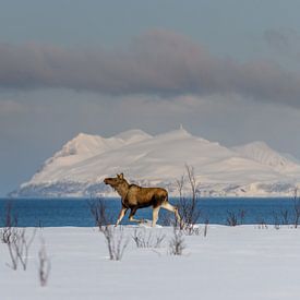 Moose in winter Norwegian snowy landscape by Erwin Maassen van den Brink