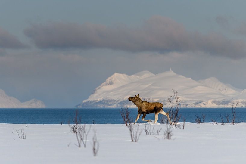 Elch im Winter Norwegische Schneelandschaft von Erwin Maassen van den Brink