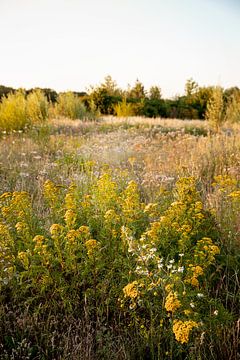 Yellow flower field late summer by PGGYJNSSN PHOTOART